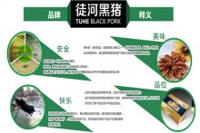 豬肉市場中的“黑旋風(fēng)” 徒河黑豬招商加盟幾大優(yōu)勢