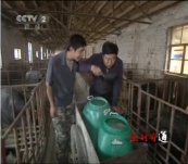 奇思妙想養(yǎng)黑豬