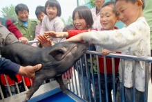 有保姆有出生證，黑豬明星更著風(fēng)采 