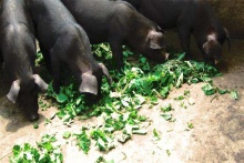 齊魯首屆康博會亮彩泉城廣場，百強榜出爐，濟南打造國際康養(yǎng)名城 