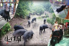 源起黑豬，徒河之路新農(nóng)人產(chǎn)銷一家，鑄夢(mèng)健康新食代