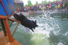 老總現(xiàn)身說法：定制徒河黑豬來送禮 花費(fèi)不及往年四分之一