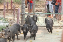 徒河黑豬告訴你什么叫做運(yùn)動(dòng)健將，看它如何瘦身的