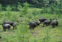 我為豬狂，誰在狂！從黑豬說起徒河事兒 