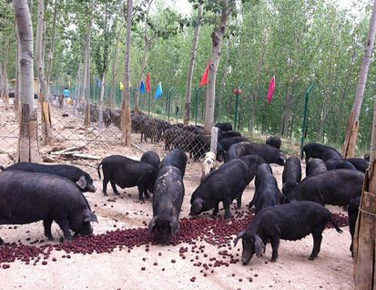 創(chuàng)業(yè)加盟找項目