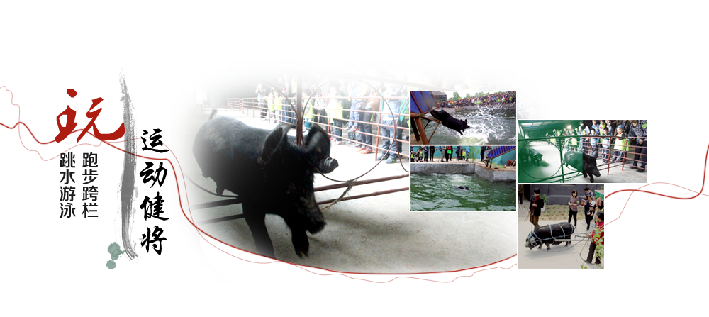 玩跳水游泳跑步跨欄