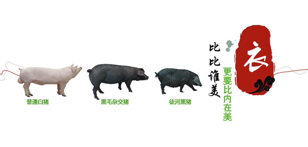 徒河黑豬肉質(zhì)本色原香，出眾超群