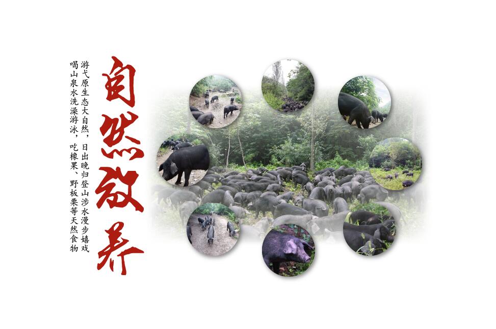 康樂(lè)運(yùn)豬